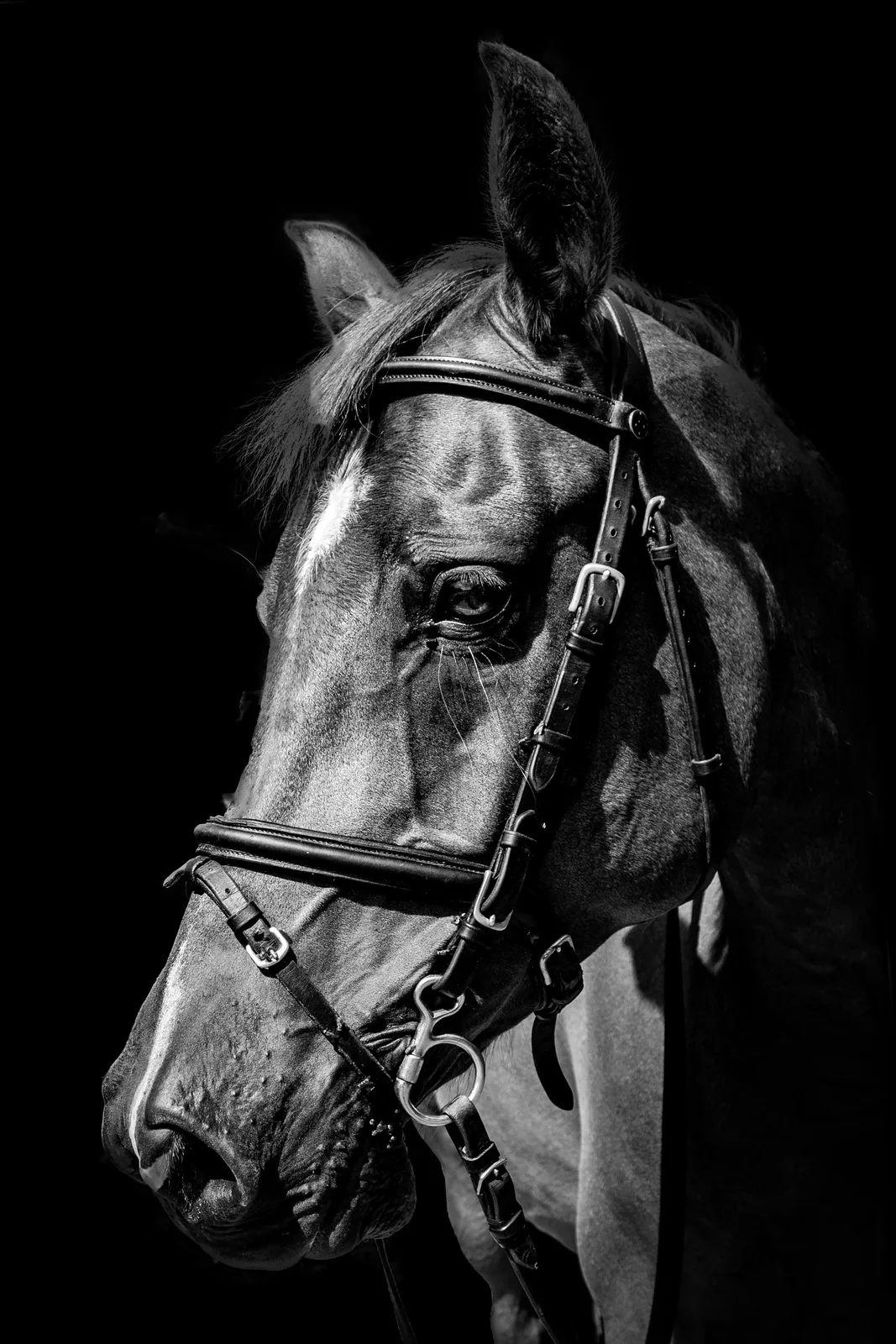 Equine Portraits by Matt Curtis Photography