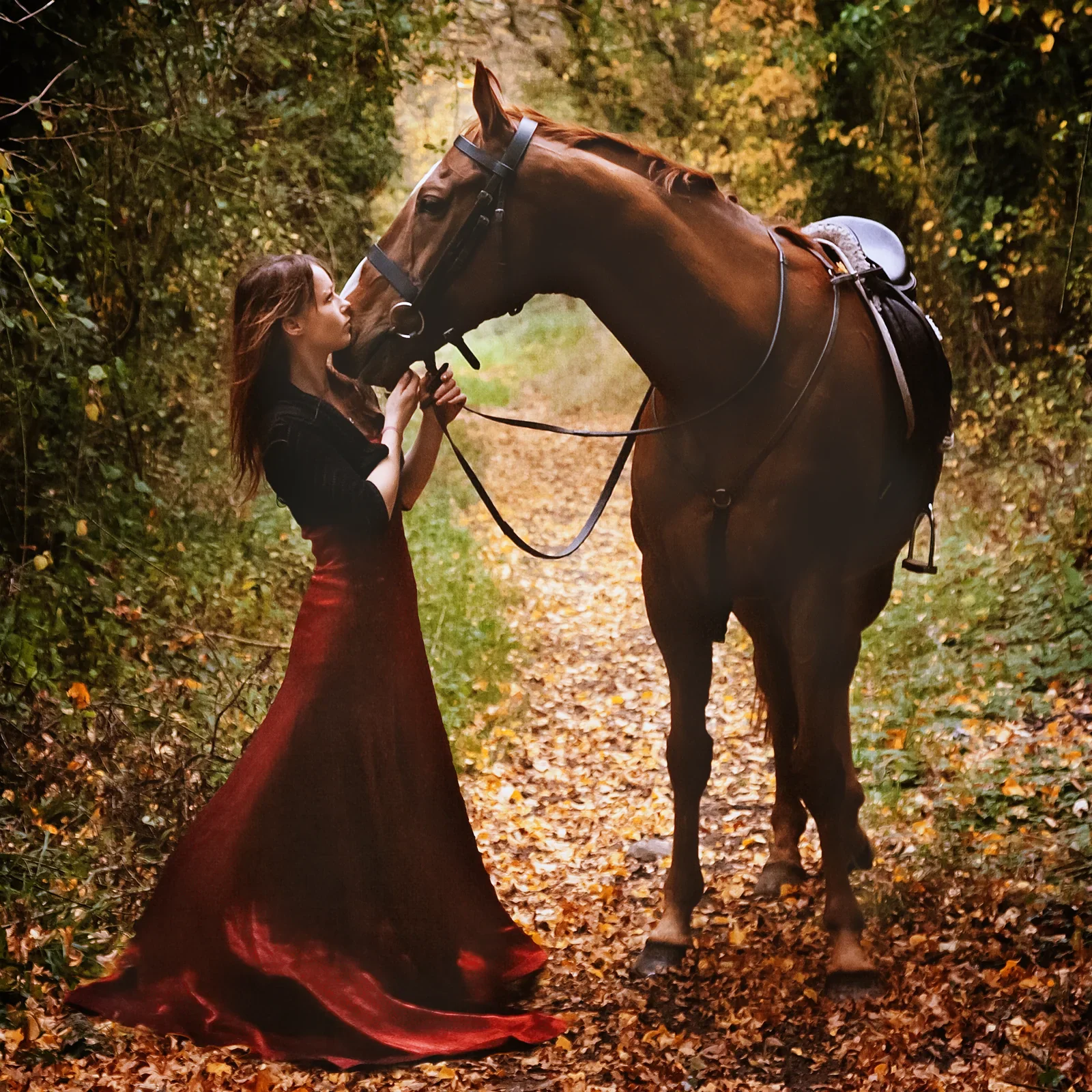 Equine Portraits by Matt Curtis Photography