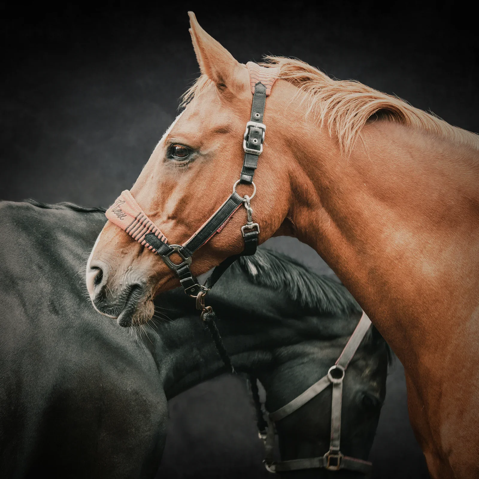 Equine Portraits by Matt Curtis Photography
