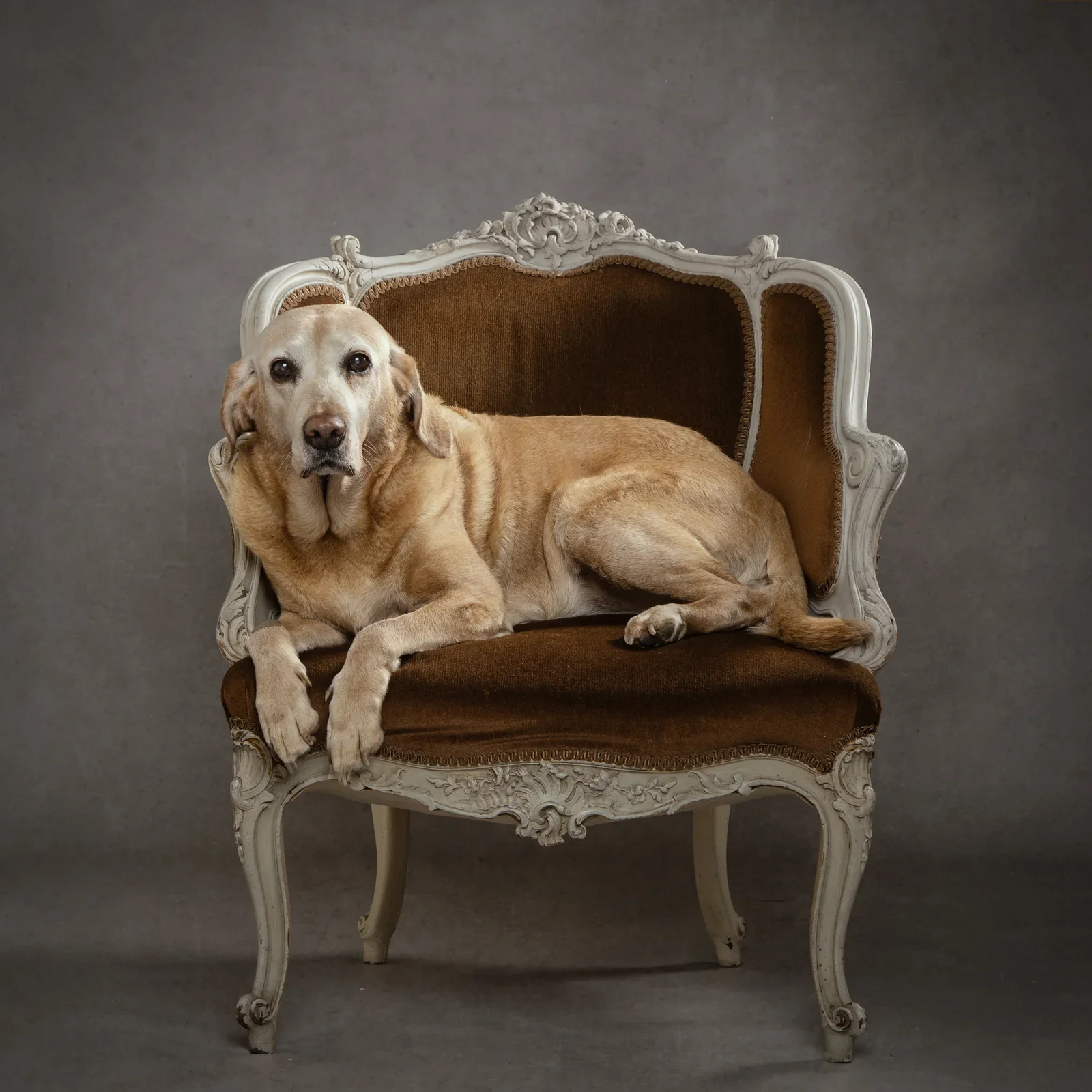 Pet Portraits by Matt Curtis Photography