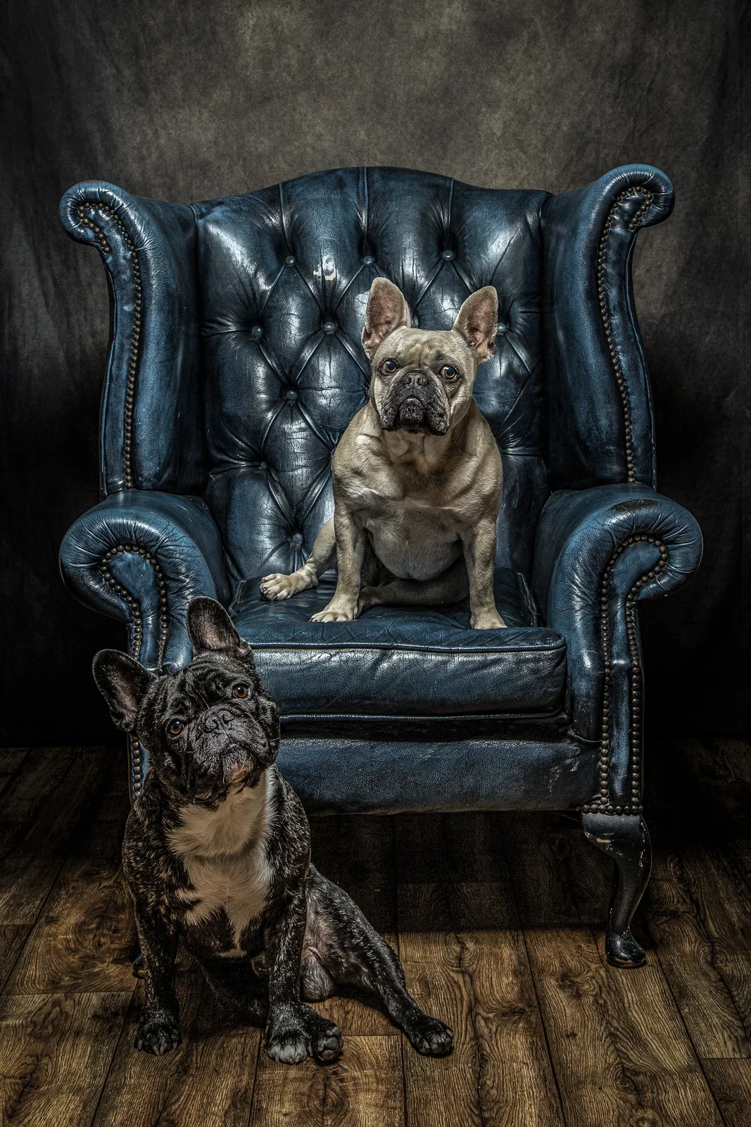 Pet Portraits by Matt Curtis Photography