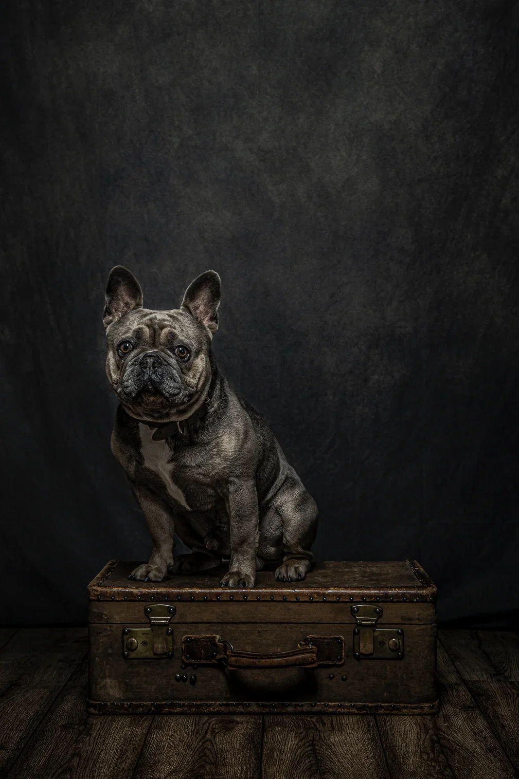 Pet Portraits by Matt Curtis Photography