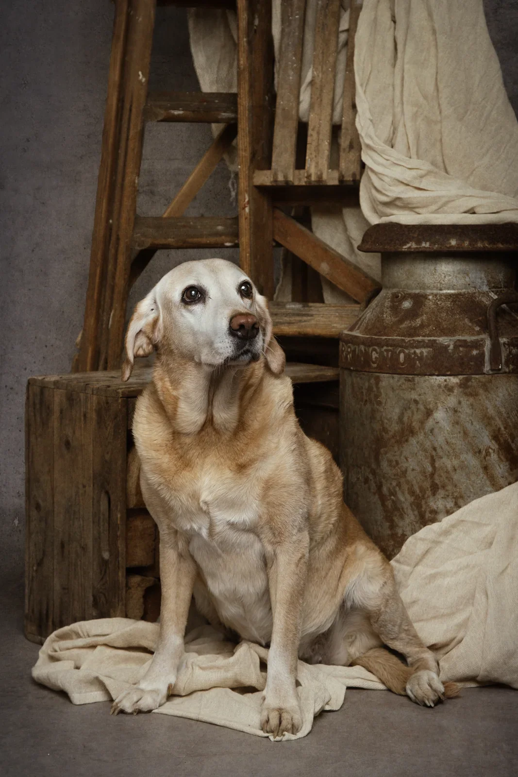 Pet Portraits by Matt Curtis Photography