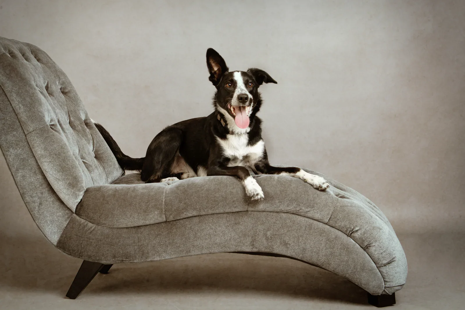 Pet Portraits by Matt Curtis Photography