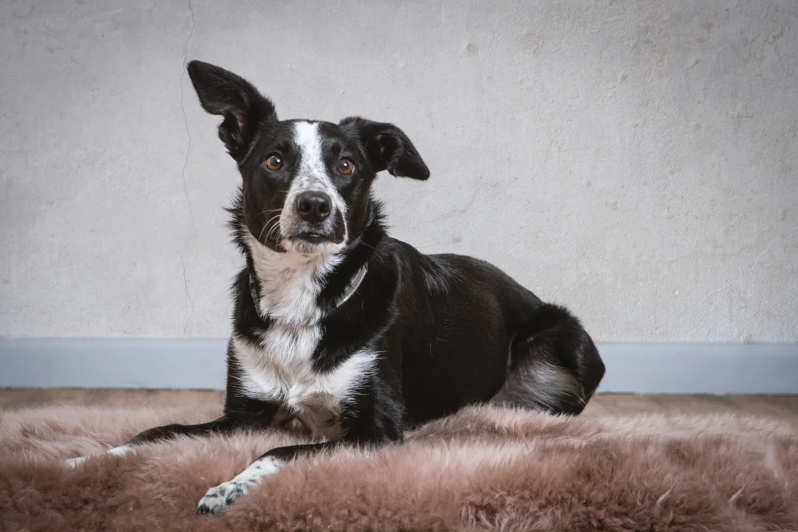 Pet Portraits by Matt Curtis Photography