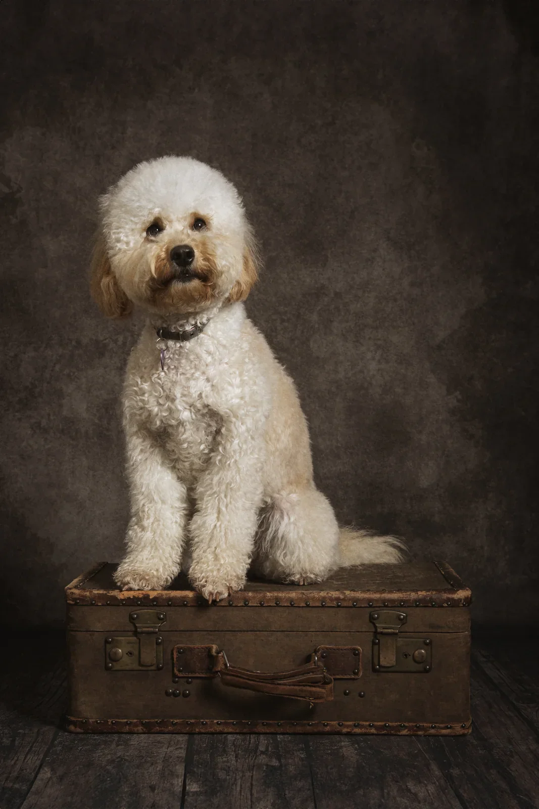 Pet Portraits by Matt Curtis Photography