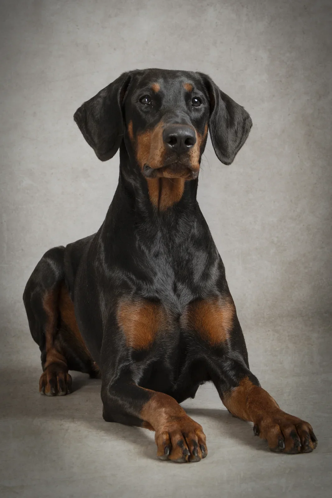 Pet Portraits by Matt Curtis Photography