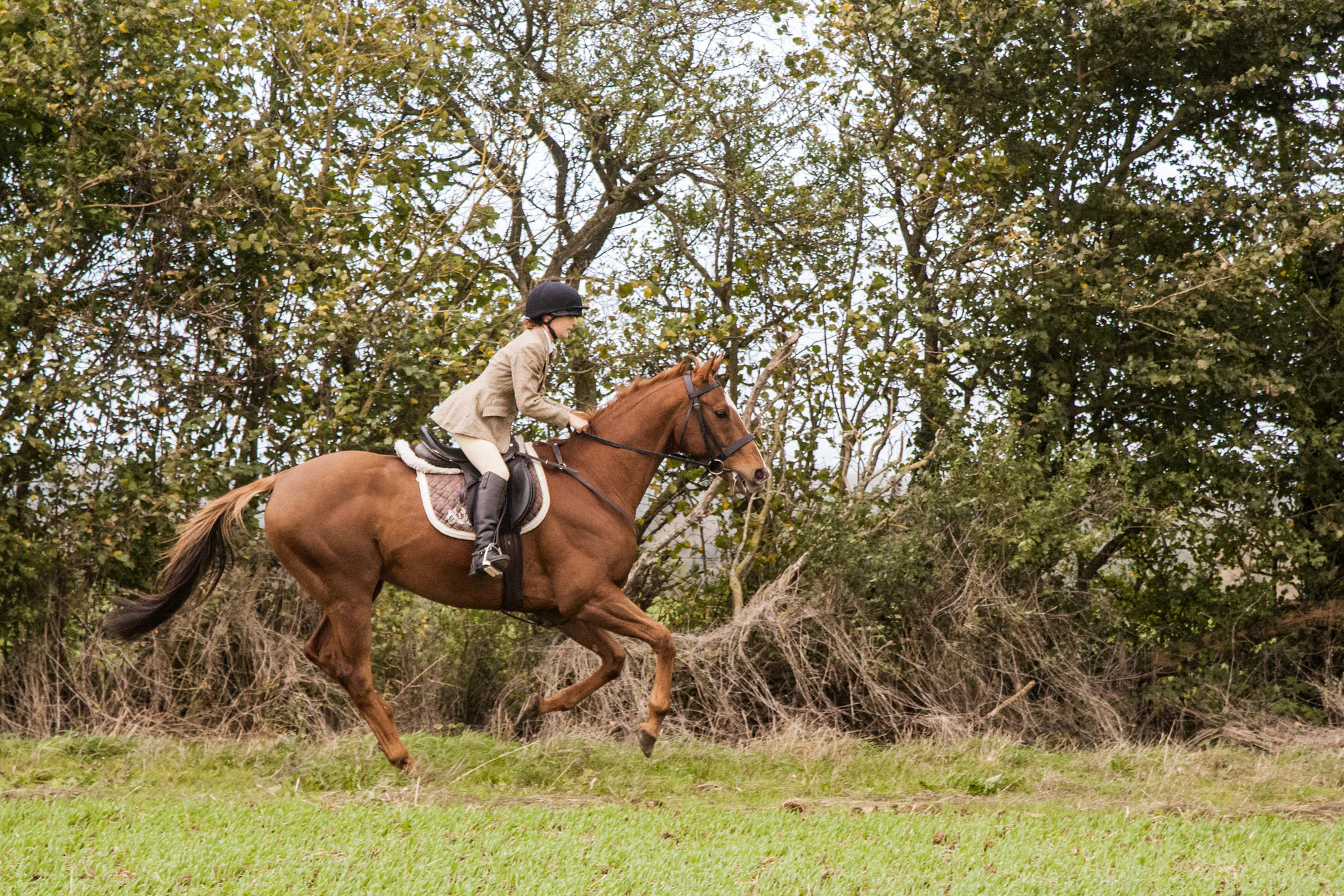 Equine Portraits by Matt Curtis Photography