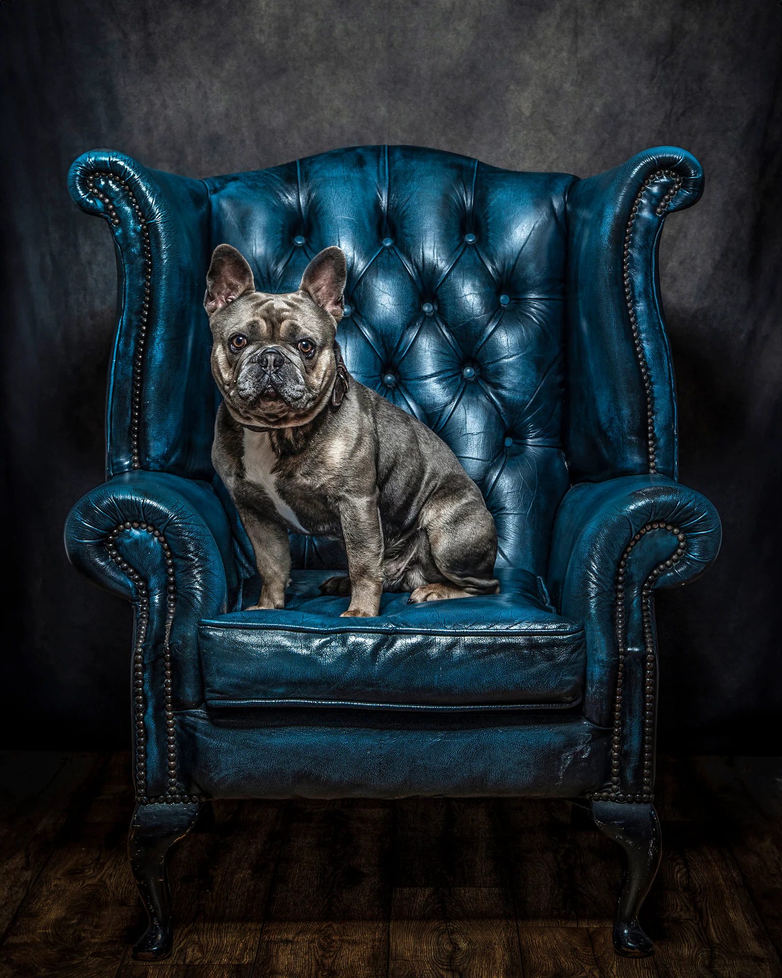 Pet Portraits by Matt Curtis Photography
