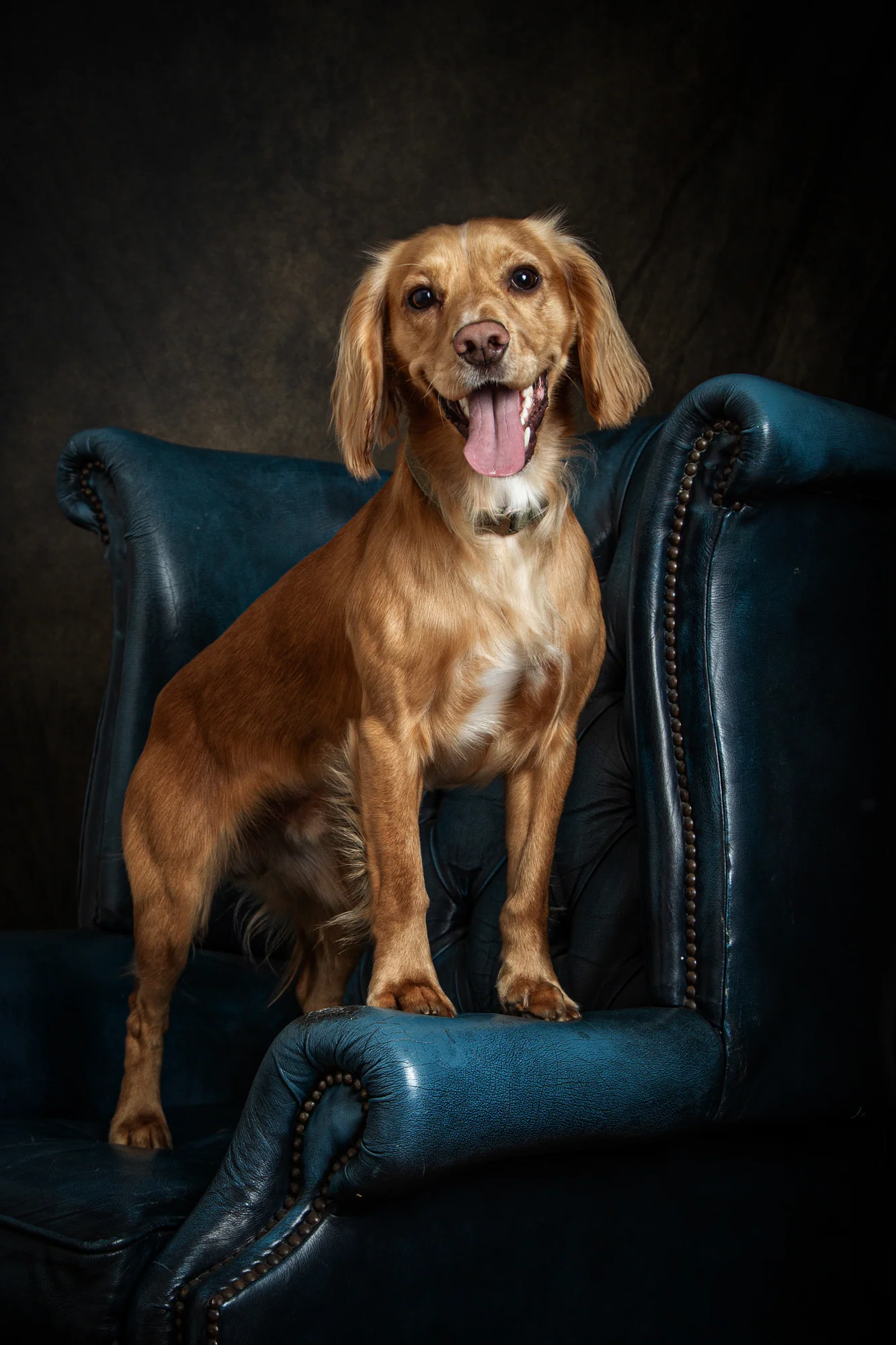 Pet Portraits by Matt Curtis Photography