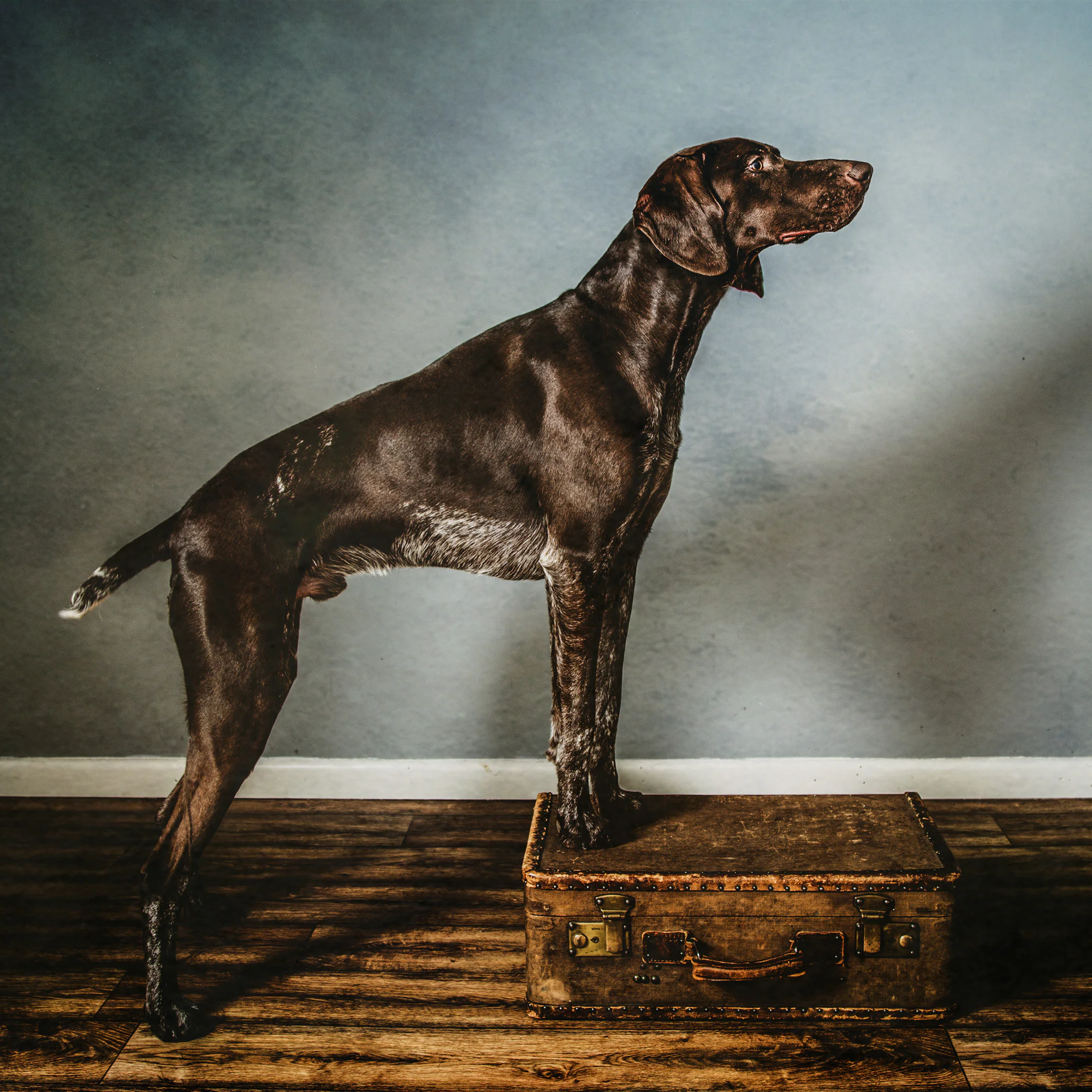 Pet Portraits by Matt Curtis Photography