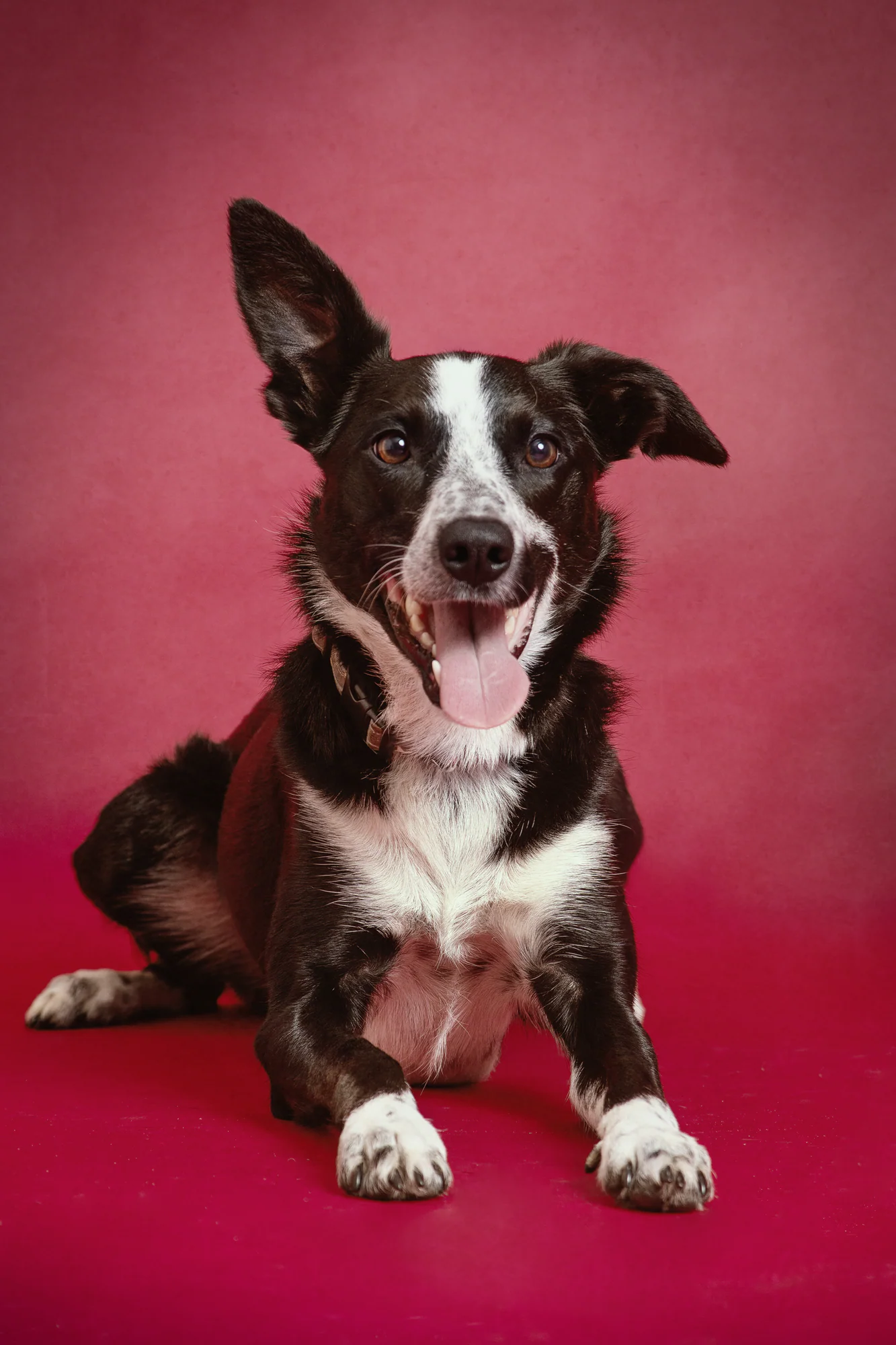 Pet Portraits by Matt Curtis Photography