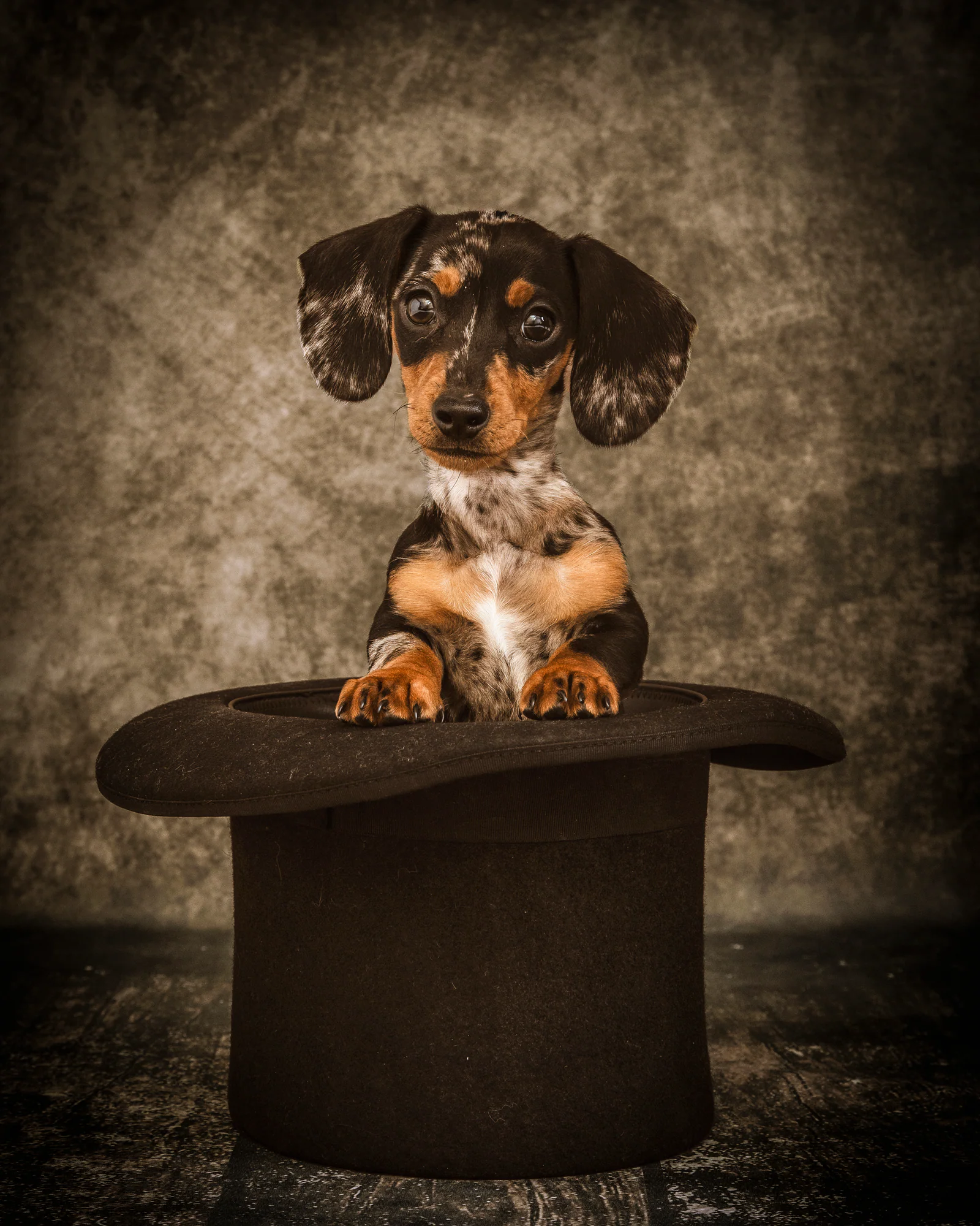 Pet Portraits by Matt Curtis Photography